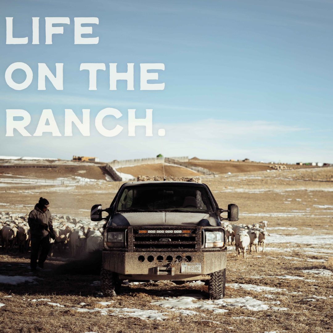 Ranch Stories: A Mild Start To Winter