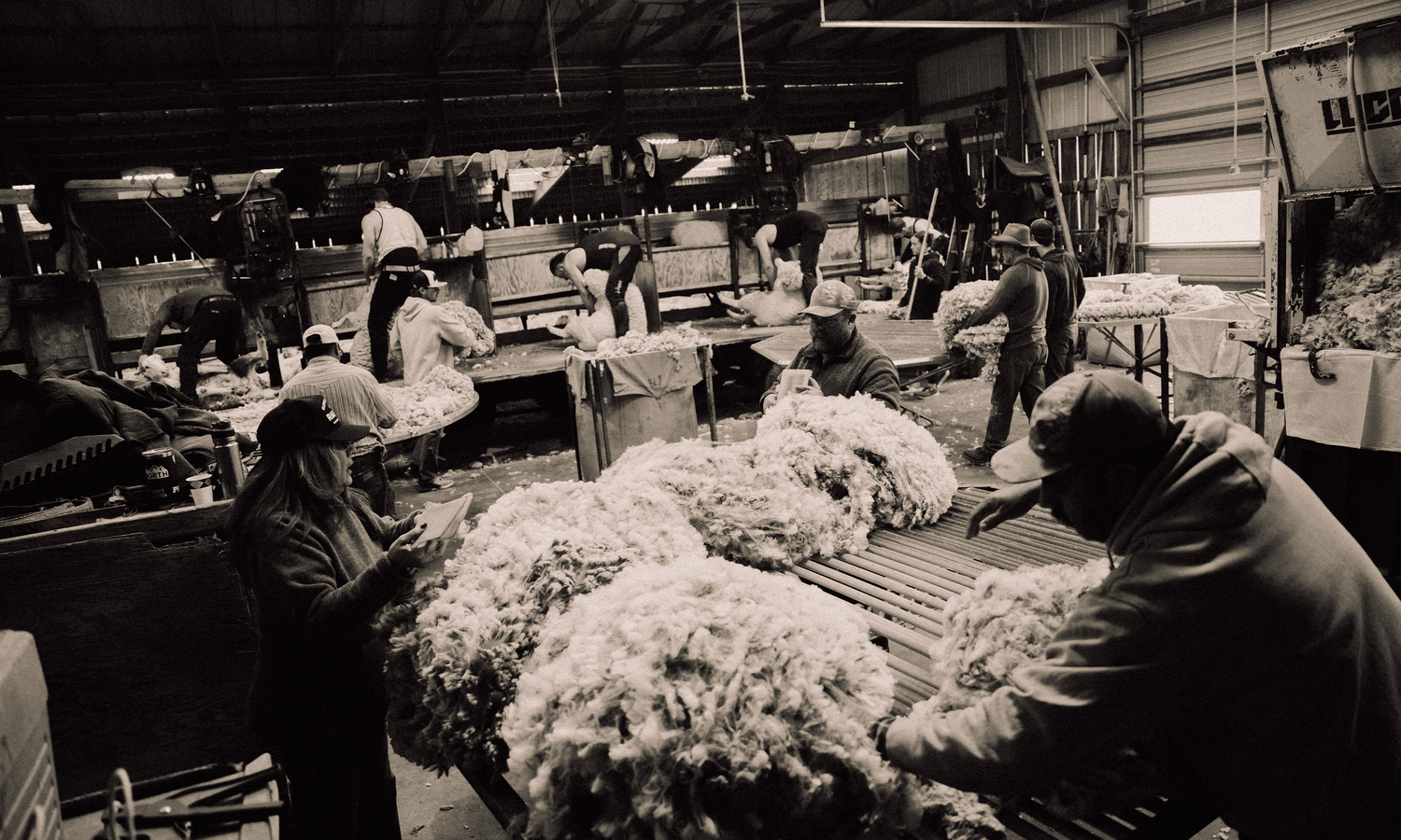Spring of the Leaf - Shearing Season at the Ranch