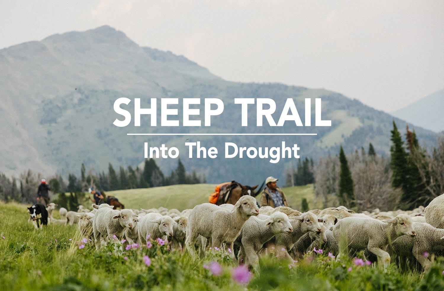 Sheep Trail: Into The Drought
