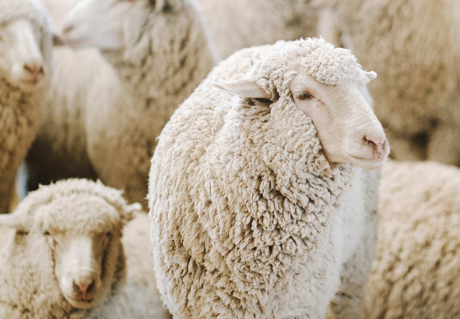 Duckworth-Wool-Clothing-Merino-Sheep