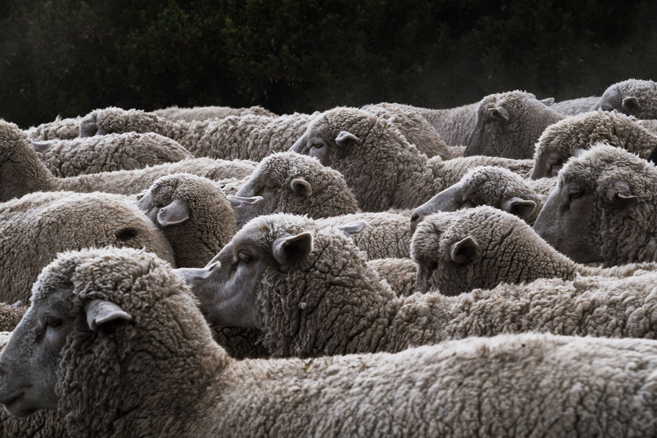 Is Merino Wool Itchy?