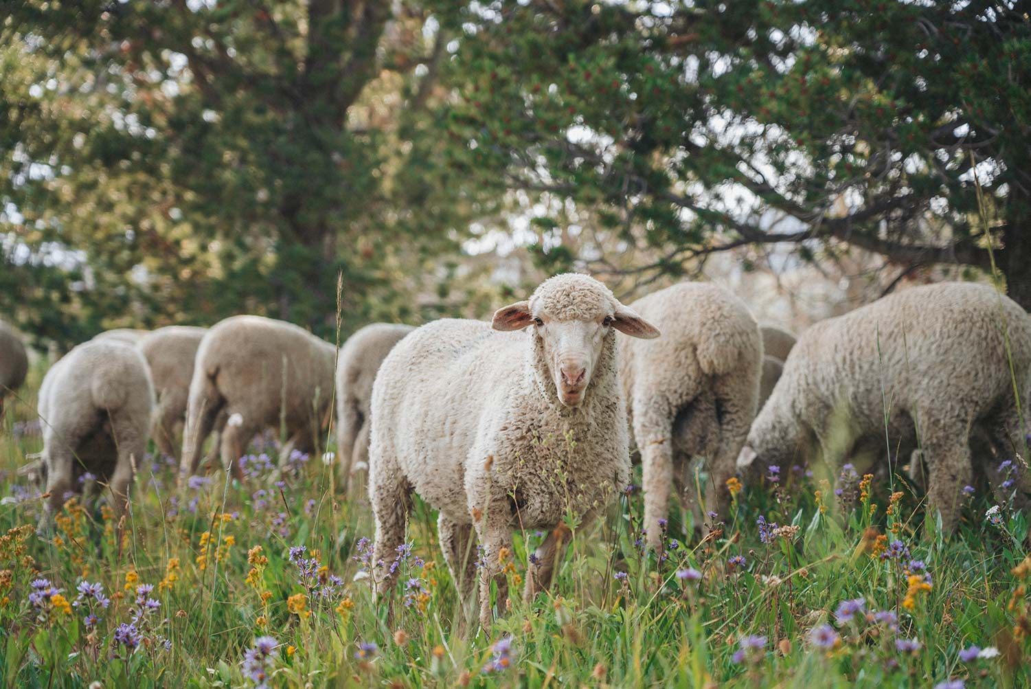 A Quick Guide to Merino Wool