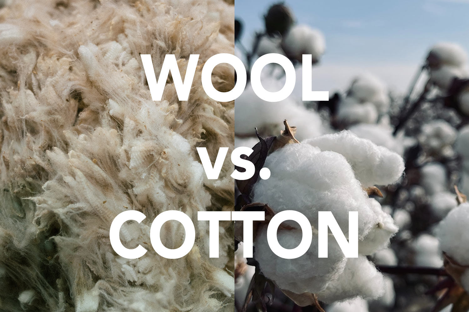 Wool vs. Cotton: Which is right for you?