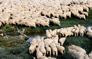 Duckworth Merino Wool | Made in USA Clothing